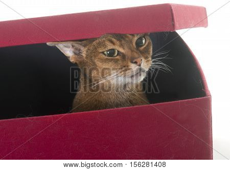 Abyssinian cat in front of white background