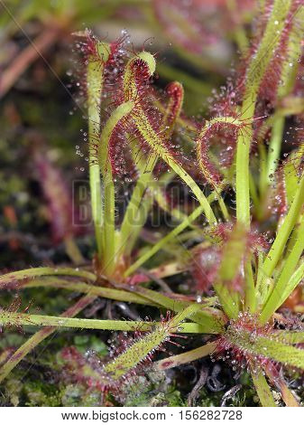 Cape Sundew - Drosera capensis Carnivorous plant from The Cape in South Africa