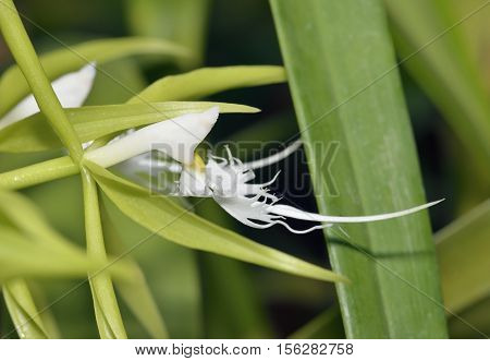 Hairy-Lip Epidendrum Orchid - Epidendrum ciliare From Central & South America