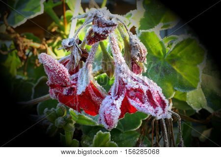 frosted flowers in Novembers  sun in the morning