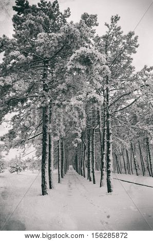 Snow-covered pine alley effect of old photos