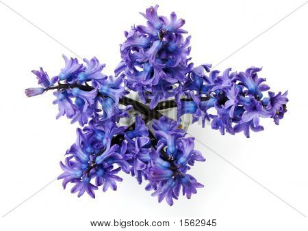 Jacinthe