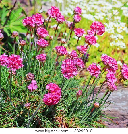 Seaside thrift (Armeria maritima Plumbaginaceae). Decorative perennial garden plant with pink flowers