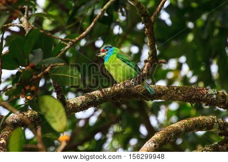 Blue-throated Barbet On Fig Tree