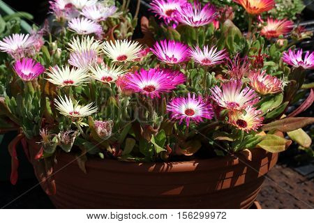 Summer / Dorotheanthus - Beautiful summer flowers