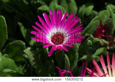 Summer / Dorotheanthus - Beautiful summer flowers