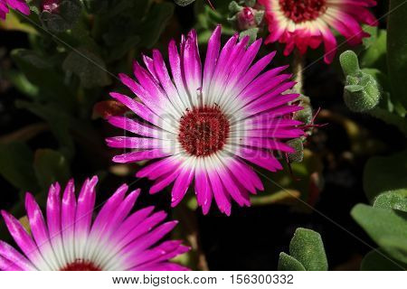Summer / Dorotheanthus - Beautiful summer flowers
