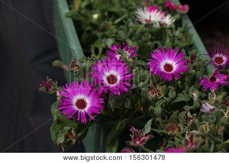Summer / Dorotheanthus - Beautiful summer flowers