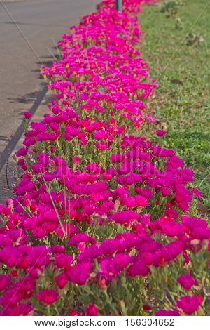 Red Ice Plant (Drosanthemum Floribundum), Flower background
