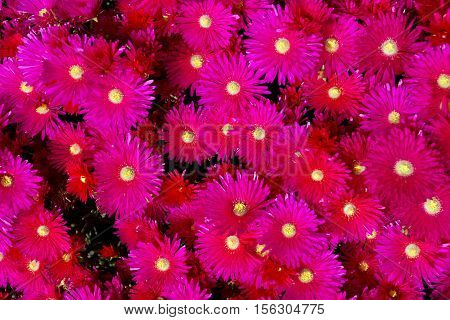 Red Ice Plant (Drosanthemum Floribundum), Flower background