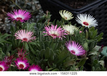 Summer / Dorotheanthus - Beautiful summer flowers