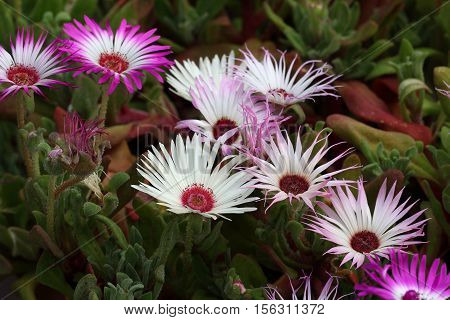 Summer / Dorotheanthus - Beautiful summer flowers