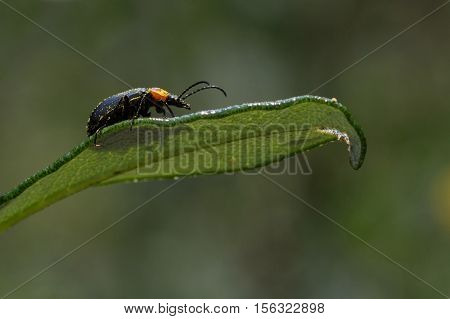 Beetle with pollen on a green leaf