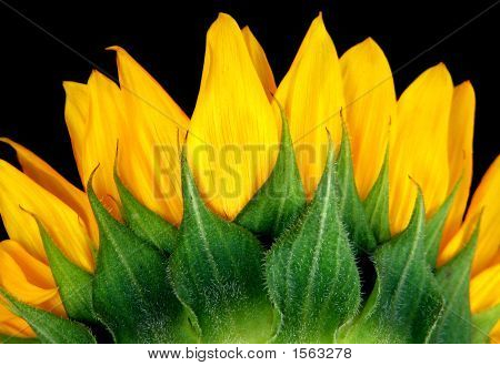 Widok z boku słonecznika (Helianthus Annuus)