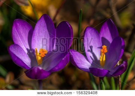 Close-up of the crocus flowers on the spring meadow. Photography of nature