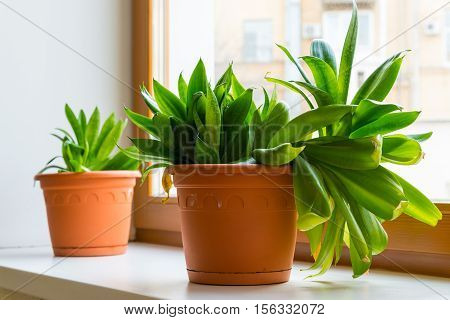 two sansevieriya stand on the windowsill in room