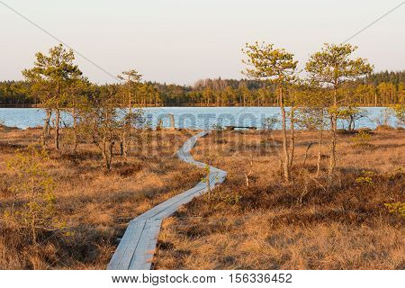 Boardwalk in the bog - Kakerdaja bog in Estonia.
