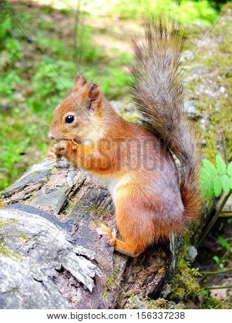 Cute squirrel eating in a forest closeup