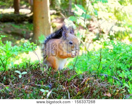 Cute squirrel eating in a forest closeup