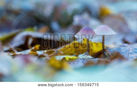 Macro Of Small Uneatable Mushrooms Growing In Autumn Forest