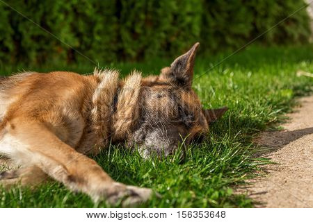 German shepherd sleeping on the grass at sunset
