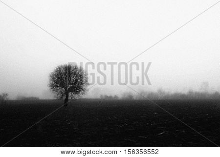 A lonely tree on the foggy field