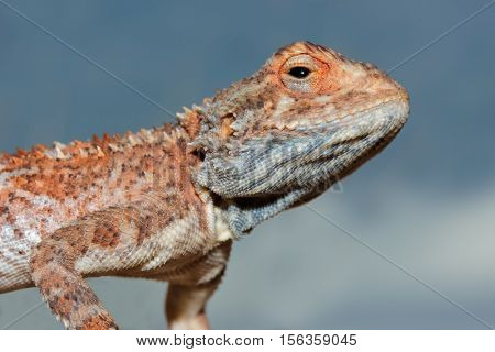 Portrait of a ground agama (Agama aculeata) against a blue sky, South Africa