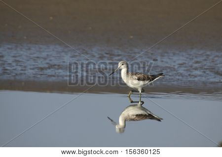 The Common Greenshank (Tringa nebularia) can be seen on wet zones.