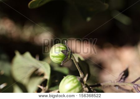 Green fruit of a thorn apple (Solanum incanum)