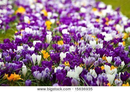 Aiuola con Springcrocus colorati