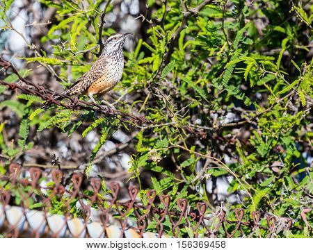 A conspicuous sight and sound of the Southwestern deserts, the Cactus Wren is the largest wren in North America. Although it can be found in backyards it is a true bird of the desert