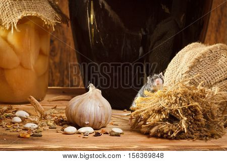 Small Mouse In Basement With Garlik And Burlak