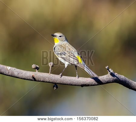 An eye-catching bird with ashy gray and lemon-yellow plumage, the Western Kingbird is a familiar summertime sight in open habitats across western North America.
