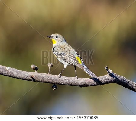 An eye-catching bird with ashy gray and lemon-yellow plumage, the Western Kingbird is a familiar summertime sight in open habitats across western North America.