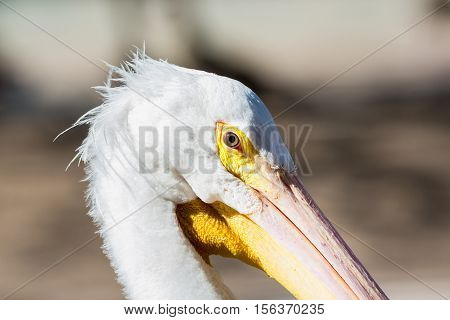The American white pelican is a large aquatic soaring bird from the order Pelecaniformes. It breeds in interior North America, moving south and to the coasts, as far as Central America, in winter.