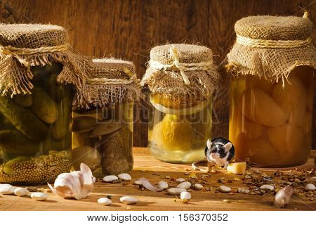 Small mouse living in basement with stockpile on old wooden table