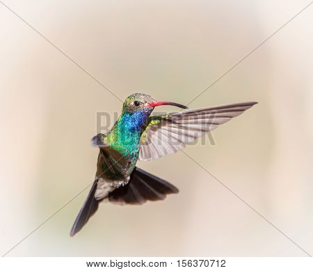 Broad Billed Hummingbird. Using different backgrounds the bird becomes more interesting and blends with the colors. These birds are native to Mexico and brighten up most gardens where flowers bloom.