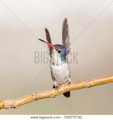 Violet Crowned Hummingbird. Using different backgrounds the bird becomes more interesting and blends with the colors. These birds are native to Mexico and brighten up most gardens where flowers bloom