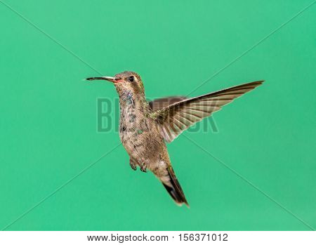 Broad Billed Hummingbird. Using different backgrounds the bird becomes more interesting and blends with the colors. These birds are native to Mexico and brighten up most gardens where flowers bloom.