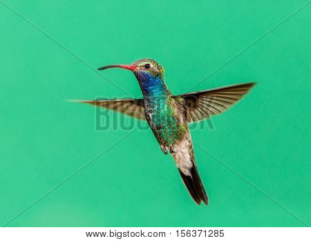 Broad Billed Hummingbird. Using different backgrounds the bird becomes more interesting and blends with the colors. These birds are native to Mexico and brighten up most gardens where flowers bloom.