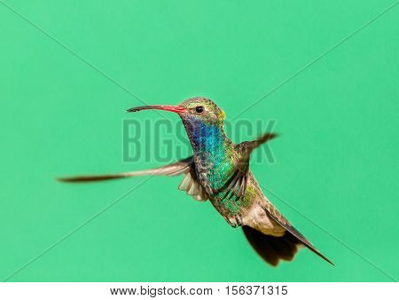Broad Billed Hummingbird. Using different backgrounds the bird becomes more interesting and blends with the colors. These birds are native to Mexico and brighten up most gardens where flowers bloom.