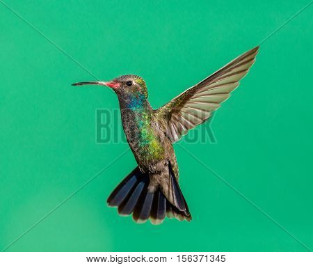 Broad Billed Hummingbird. Using different backgrounds the bird becomes more interesting and blends with the colors. These birds are native to Mexico and brighten up most gardens where flowers bloom.