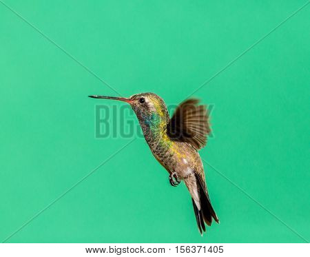 Broad Billed Hummingbird. Using different backgrounds the bird becomes more interesting and blends with the colors. These birds are native to Mexico and brighten up most gardens where flowers bloom.