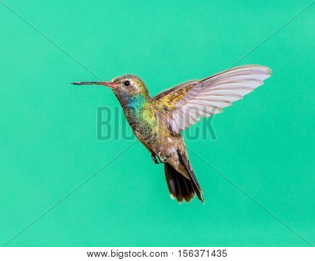 Broad Billed Hummingbird. Using different backgrounds the bird becomes more interesting and blends with the colors. These birds are native to Mexico and brighten up most gardens where flowers bloom.
