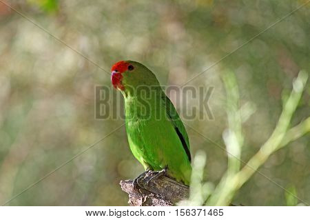A black-winged lovebird (Agapornis taranta) in a tree in Ethiopia.