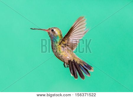 Broad Billed Hummingbird. Using different backgrounds the bird becomes more interesting and blends with the colors. These birds are native to Mexico and brighten up most gardens where flowers bloom.