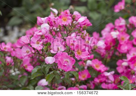 Pink rosa canina known as the dog rose is a variable climbing wild rose species native to Europe northwest Africa and western Asia.