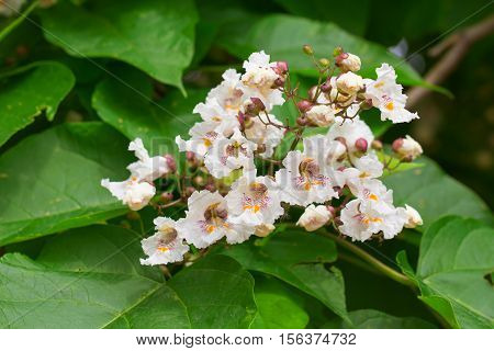 Closeup of catalpa tree blossoms in summer. Catalpa is also known as catawba and is native to warm temperate and subtropical regions of North America the Caribbean and East Asia.