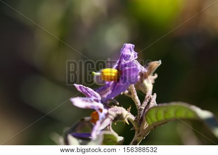 Flowers of a thorn apple (Solanum incanum)