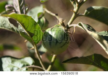 Green fruit of a thorn apple (Solanum incanum)